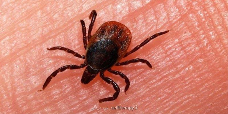 نكاتی درباره بیماری های قابل انتقال بین انسان و حیوان