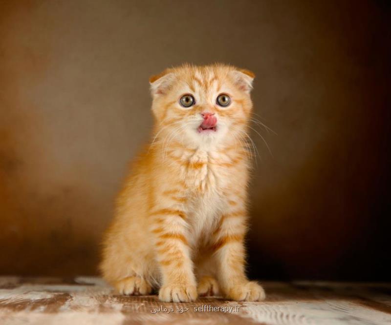 گربه پرشین طوسی