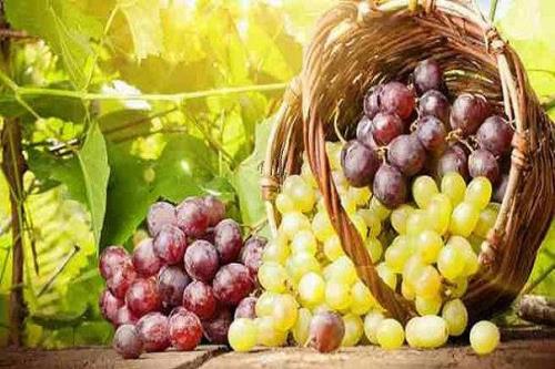 عصاره دانه انگور باعث معکوس شدن روند پیری در موش ها شد