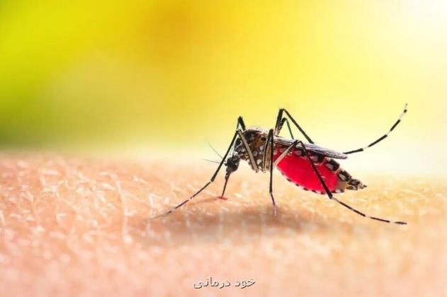 موردی از مبتلا شدن به بیماری تب دنگی در البرز مشاهده نشده است