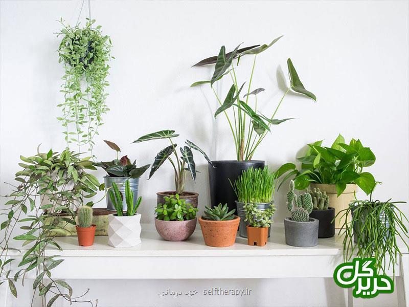 چند ترفند ساده برای خوشگلاسیون منزل شما با گیاهان آپارتمانی
